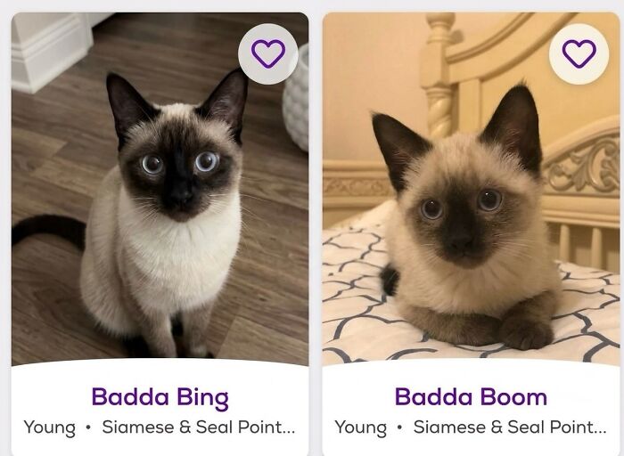 Two cute Siamese kittens named Badda Bing and Badda Boom as soft cat memes.