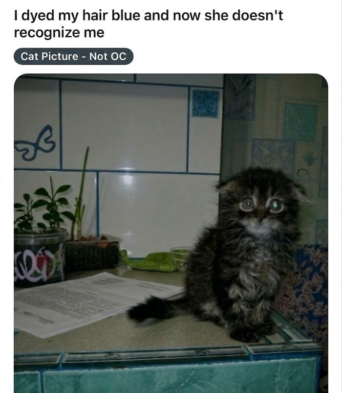 A tiny, fluffy kitten with big eyes looking surprised, embodying soft cat memes and feline fun.