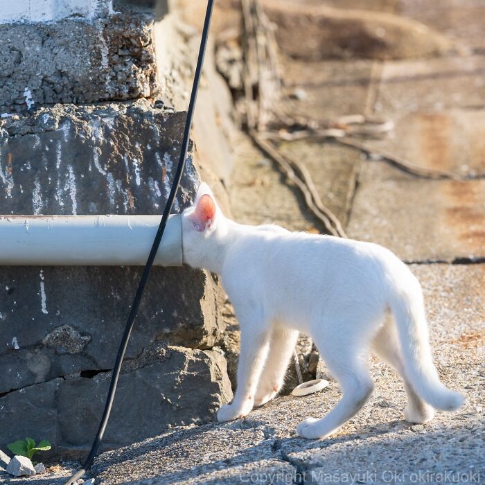 A white street cat with its head in a pipe, capturing the playful curiosity of feline life.