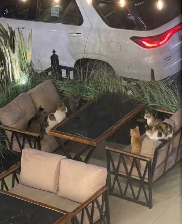 Multiple cute cats relaxing on outdoor furniture near a car, perfect for soft cat memes and feline fun.