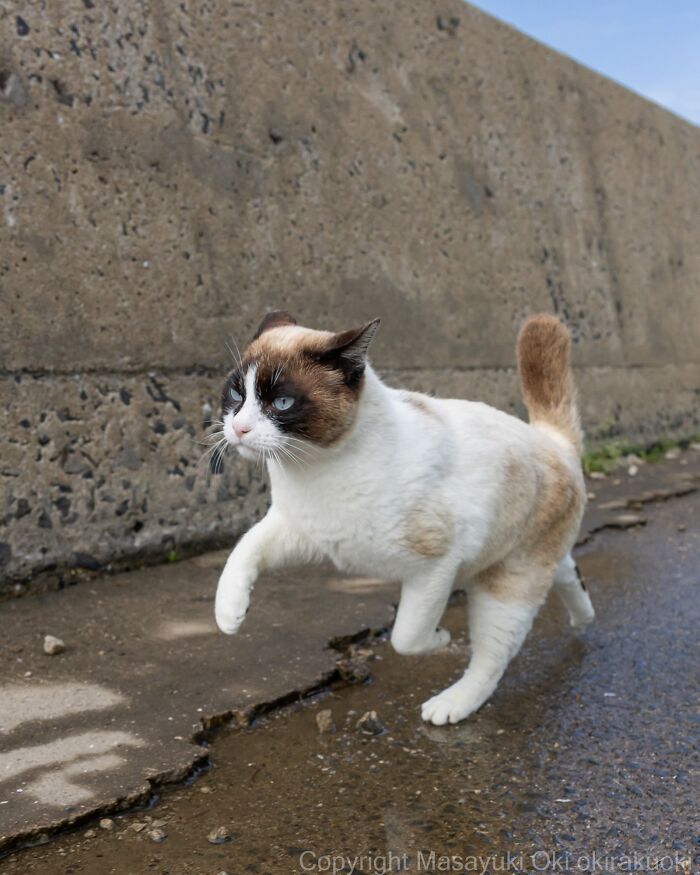 A beautiful blue-eyed street cat with brown and white fur, mid-stride near a concrete wall.