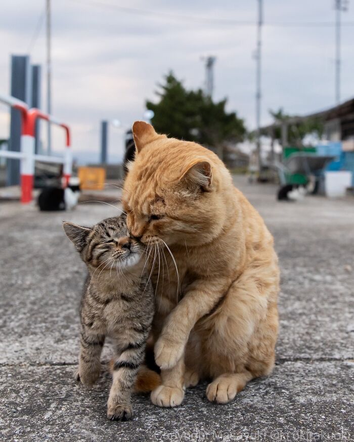 An orange street cat affectionately nuzzles a small tabby kitten, perfectly capturing the chaos of feline life.