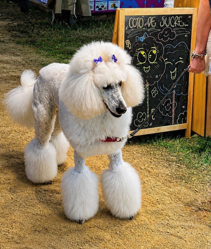 A photographer captures a perfectly timed coincidence of a groomed poodle with bows on its ears, walking past a chalkboard in Barcelona.