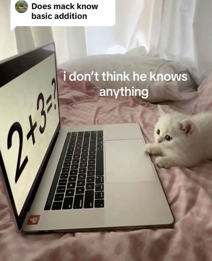 A cute cat meme: a fluffy white kitten looking at a laptop screen displaying a math problem, 2+3=?