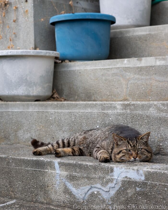 A lazy brown tabby street cat rests on concrete steps between two planters, capturing the chaos of feline life.