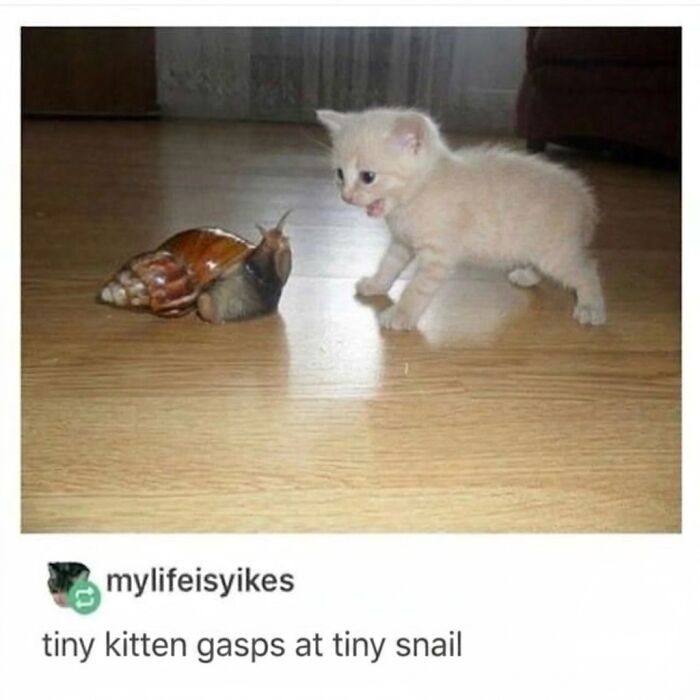 A cute cat meme showing a tiny kitten appearing surprised by a small snail on a wooden floor.