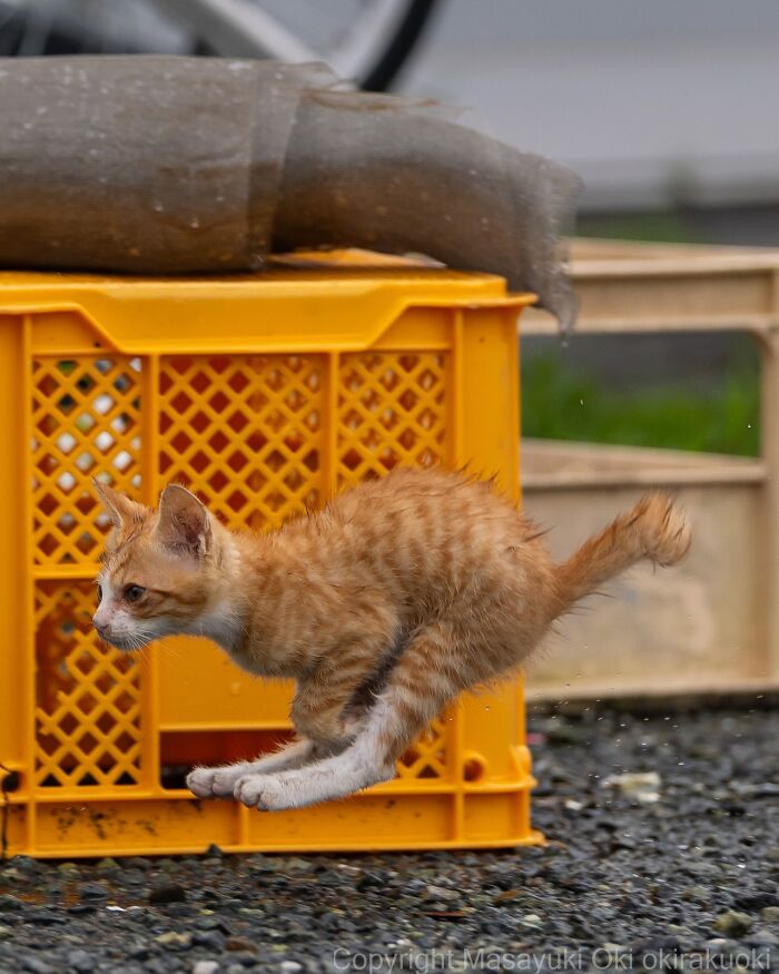 A small orange street cat, mid-jump, rushes past a yellow crate, perfectly capturing the chaos of feline life.