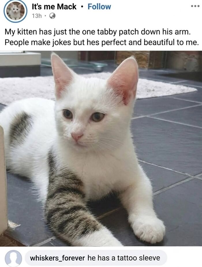 A cute cat meme featuring a white cat with a tabby patch on its arm, looking beautiful and unique.
