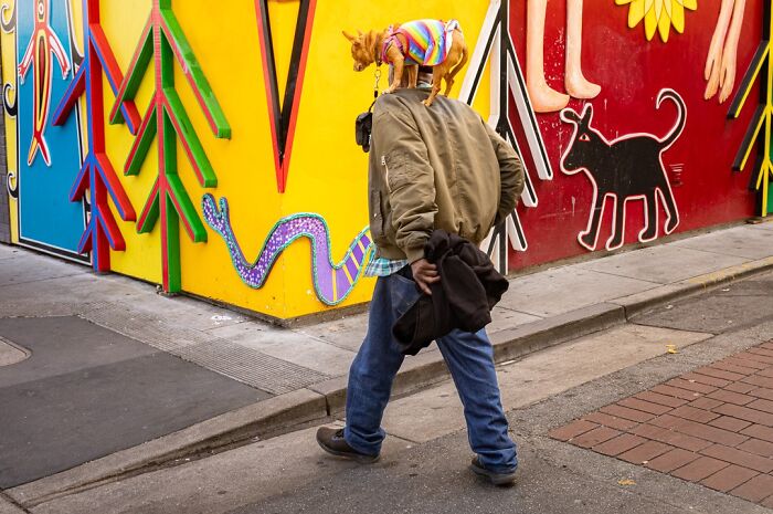 Photographer captures everyday life humor: a man walks with a small dog on his head, against a colorful mural.