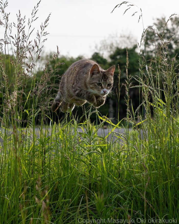 A tabby street cat leaps gracefully through tall green grass, perfectly capturing the chaos of feline life.