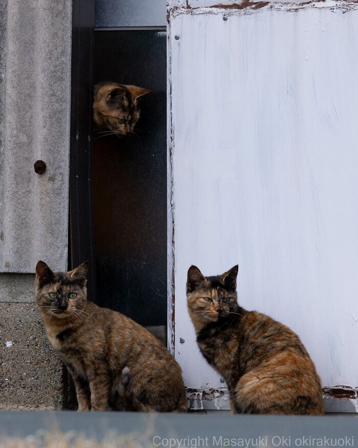 Three street cats, two tortoiseshells sitting and one peeking from above, perfectly capture the chaos of feline life.