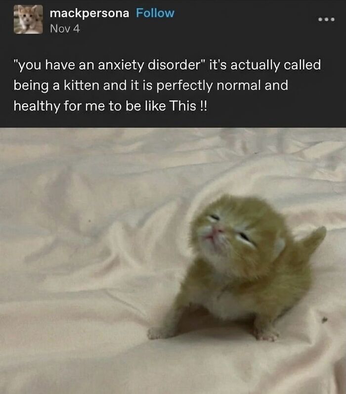 An adorable small soft cat meme with closed eyes and a tilted head, capturing cute feline fun.