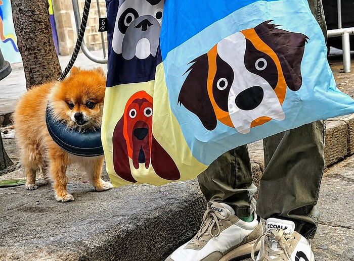 Small fluffy dog looking towards colorful dog-themed bags, a perfectly timed coincidence captured by a photographer in Barcelona.