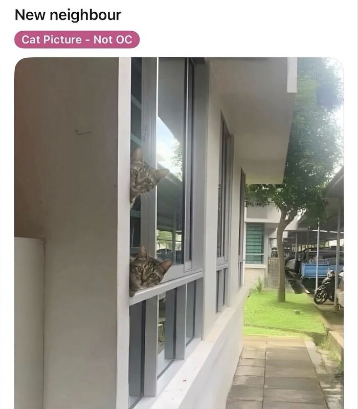 Two tabby soft cat memes peeking curiously from an apartment window, showcasing feline fun.