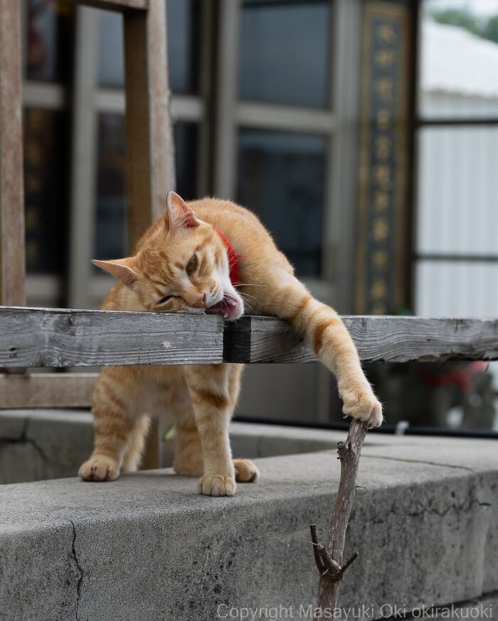 An orange street cat yawns and stretches, pawing at a stick while perched on a concrete wall, showing feline life.