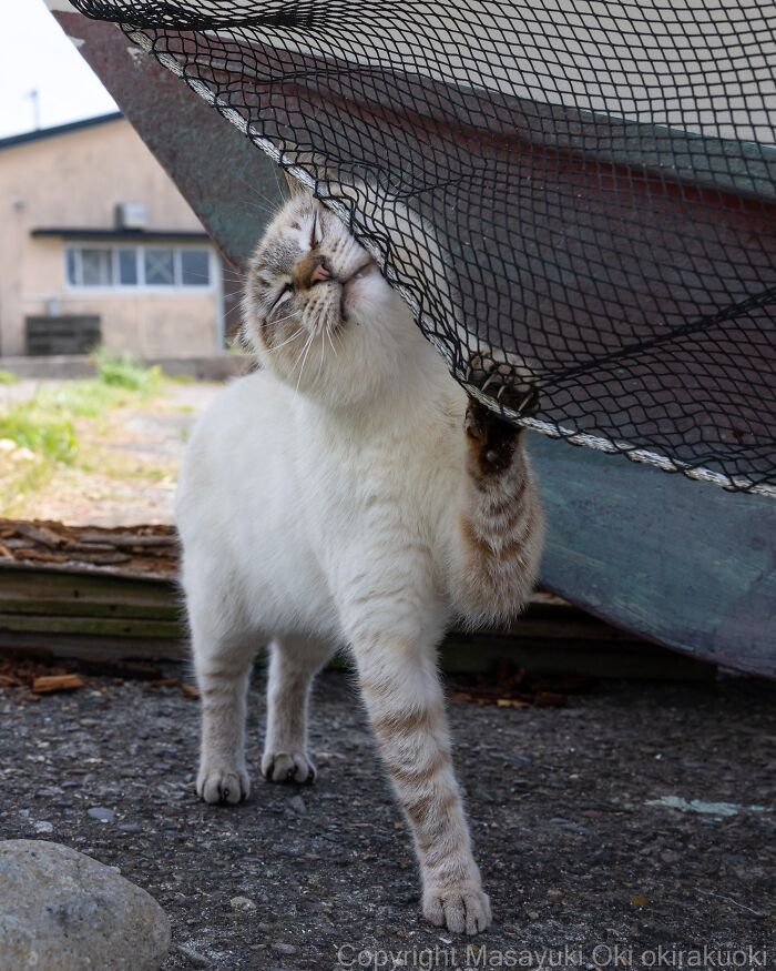 A white street cat with tabby markings playfully stretches against a dark fishing net, capturing feline life.