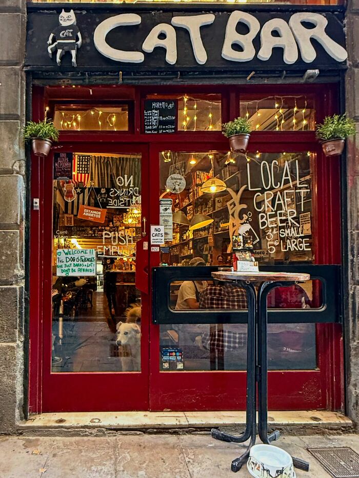 White dog looking out the glass door of a bar called CATBAR, a perfectly timed coincidence in Barcelona.