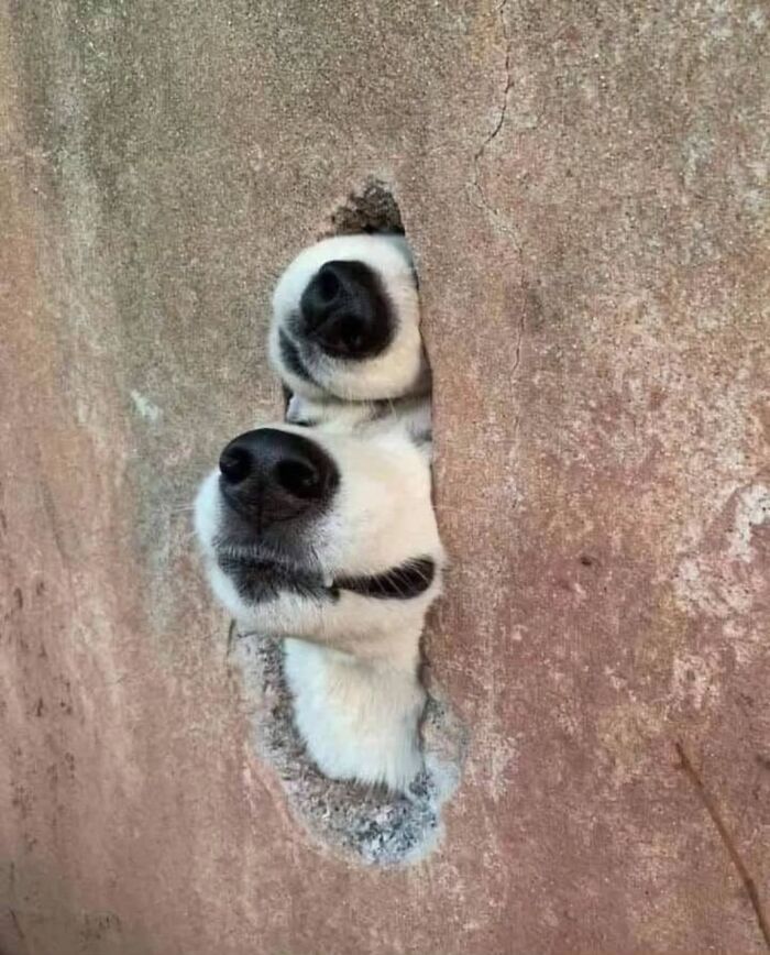 A pair of white dogs peeking through a hole in a concrete wall, curious street photo of animals.