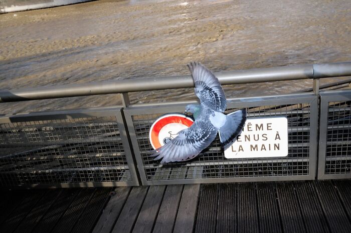 A perfectly timed street photo of a pigeon flying in front of a no cycling sign on a bridge.