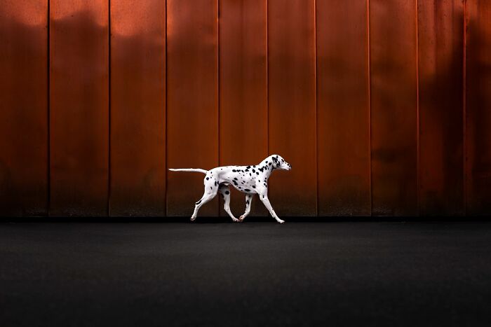 Domestic Animals Category, Bronze: "Line In Motion" By Samara Valent
