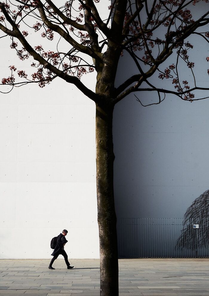 A perfectly timed street photo capturing a solitary figure walking past a tree against a modern building, revealing an extraordinary moment in everyday life.