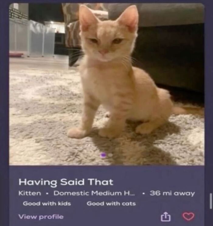 Soft cat meme of a kitten on a dating profile, described as a domestic medium hair, good with kids and other cats.