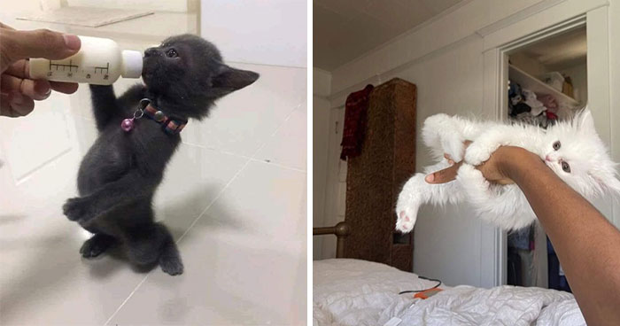 33 Hilarious Cat Moments Caught On Camera, As Shared By “Important Animal Images” (New Pics)