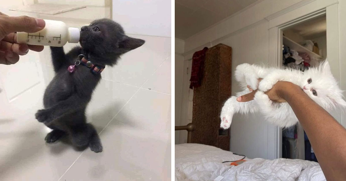 33 Cat Photos That Capture The Unpredictable Side Of Felines | Bored Panda