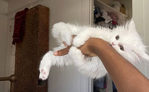33 New Cat Pics From “Important Animal Images” To Brighten Your Day