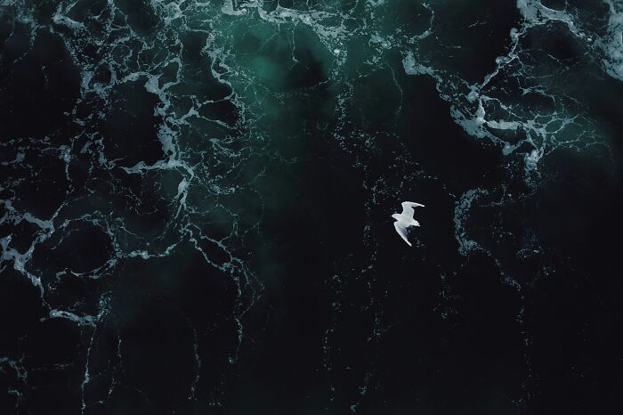 An overhead view of a single white seagull flying over dark, turbulent ocean water with foamy white patterns, like deeply disturbed internet rabbit holes.