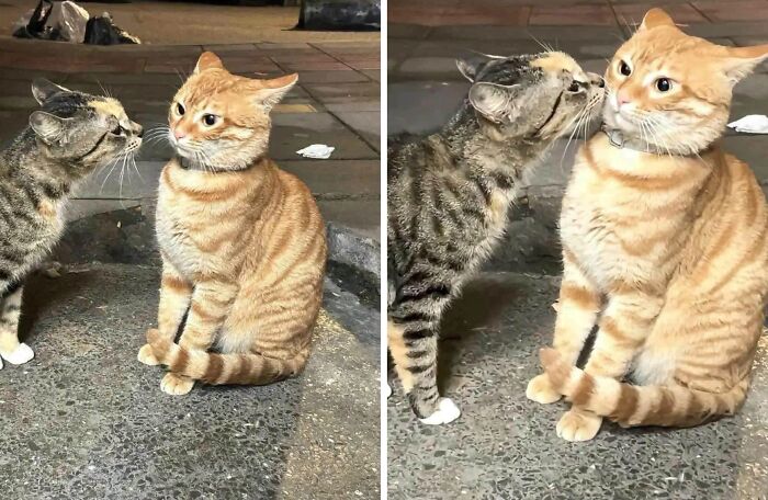 Hilarious cat moments: Two cats interacting, one tabby cat nuzzling an orange cat on the street.
