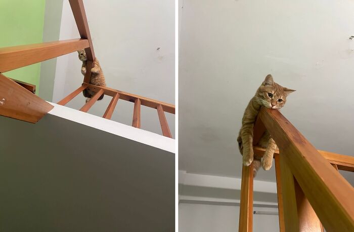 Hilarious cat moments: An orange cat climbing and then relaxing on a wooden stair railing.