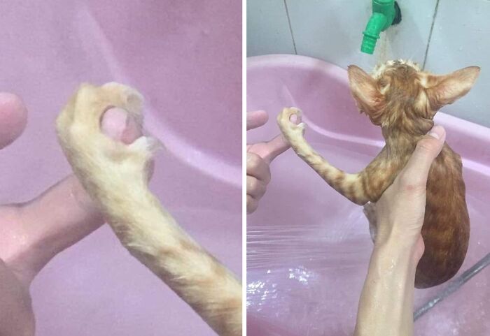 Hilarious cat moments: A person bathing an orange cat, showing its wet, tiny paw and stretched body.