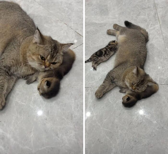 Hilarious cat moments: A mother cat lying on the floor with two small kittens nestled close to her.