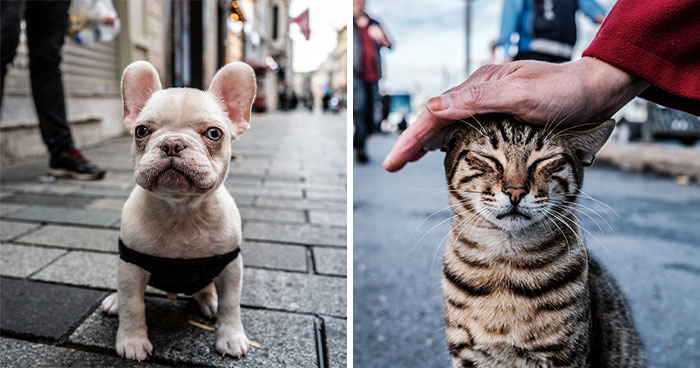 This Photographer Captures Istanbul’s Cats And Dogs As The Stars Of City Life (34 Pics)