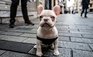 Mehmet Esen Photographs Istanbul’s Cats And Dogs In Their Natural Urban Habitat (34 Pics)
