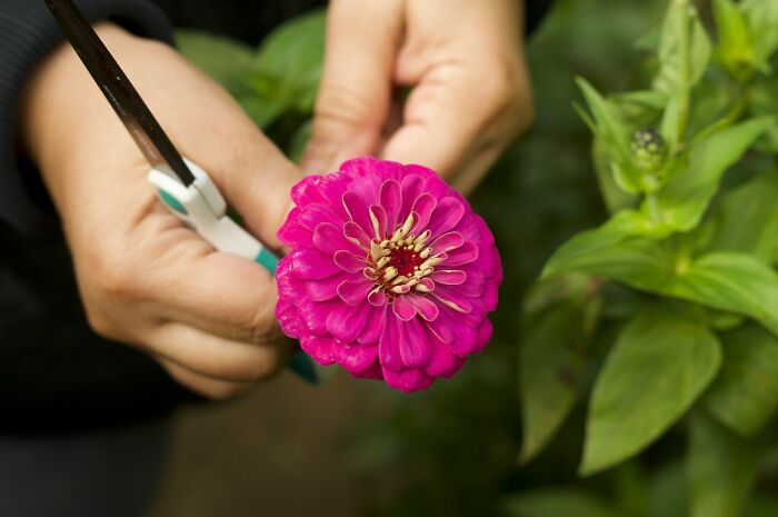 Hands use shears to cut a vibrant pink flower from its stem. Disturbing facts changed the way people see the world.