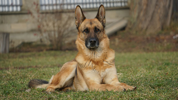 Rude Neighbor Says “If We Can Access It, We Can Use It,” Then Comes Face To Face With Guard Dog Rude Neighbor Says “If We Can Access It, We Can Use It,” Then Comes Face To Face With Guard Dog