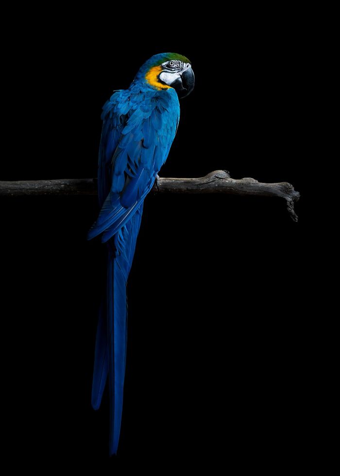 A vibrant blue and yellow macaw perched on a dark branch against a black background, from International Pet Photography Awards.