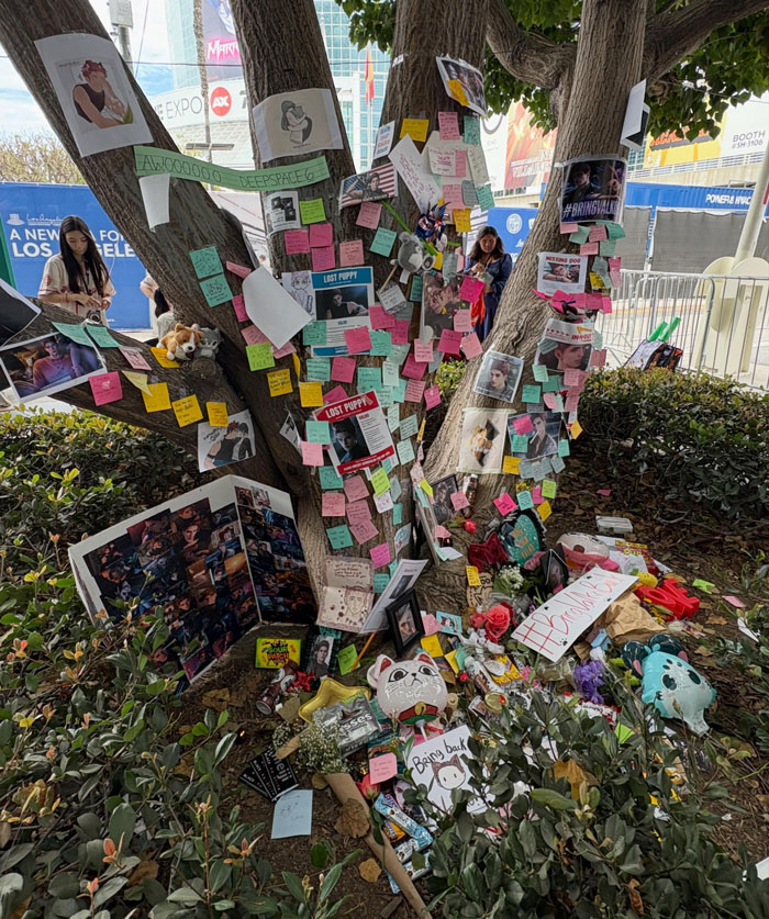 A tree adorned with many notes and images, demonstrating fan support for the canceled Love and Deepspace love interest. A tree adorned with many notes and images, demonstrating fan support for the canceled Love and Deepspace love interest.