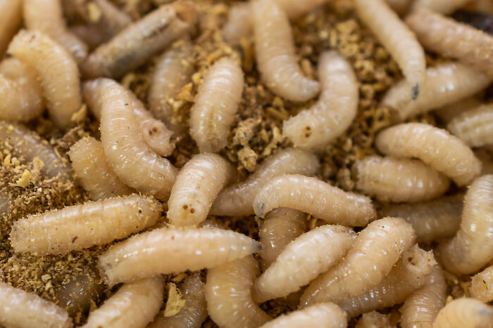 Close-up of maggots, highlighting shocking ways places failed health inspections for vegetarian food.