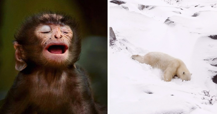 51 Mesmerizing Wildlife Moments By This Award-Winning Photographer