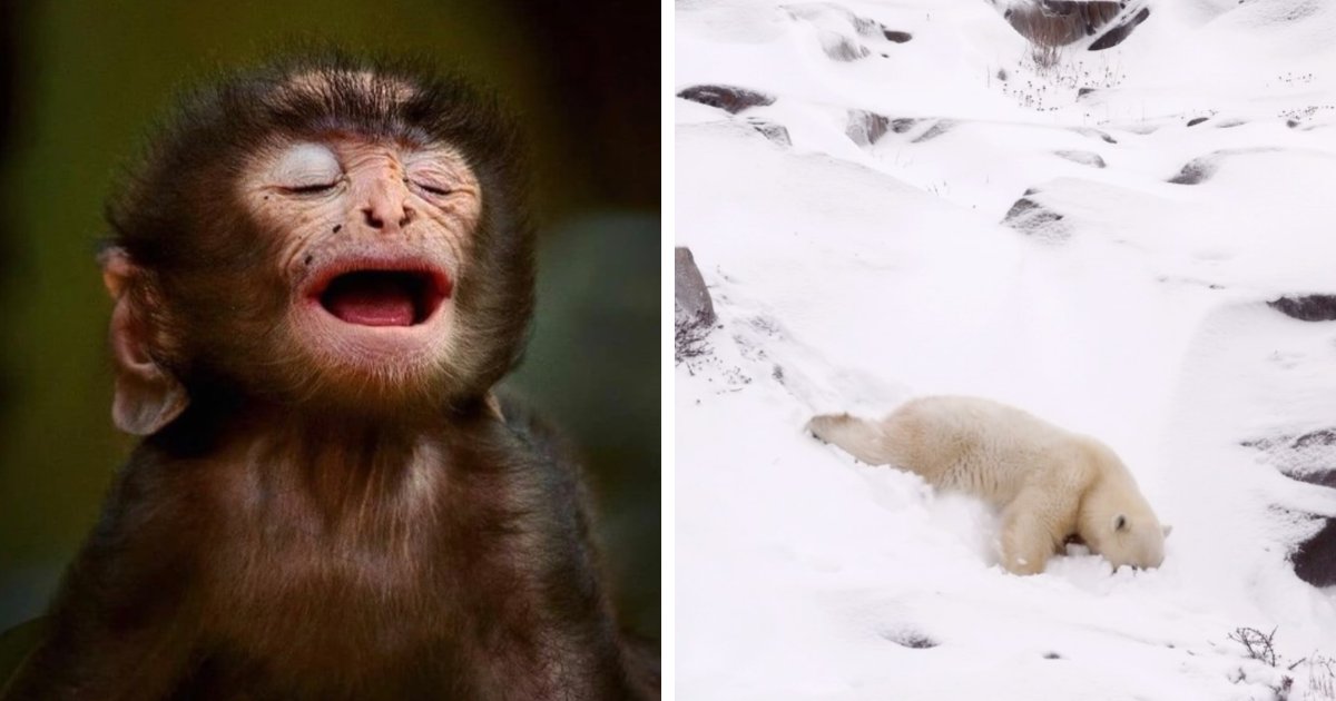 51 Extraordinary Photos Showing Beautiful Wildlife Encounters | Bored Panda