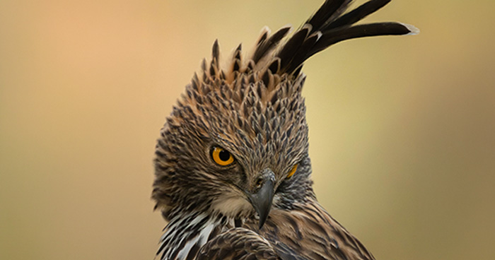 When Patience Meets Perfect Timing: 51 Remarkable Wildlife Photographs By This Award-Winning Photographer