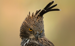 When Patience Meets Perfect Timing: 51 Remarkable Wildlife Photographs By This Award-Winning Photographer