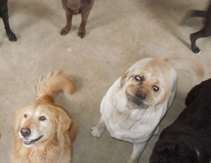 Three dogs looking up at the camera, including a golden retriever and a yellow lab, from a collection of funny animal photos.