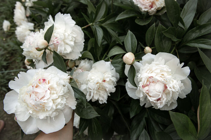 Close-up of beautiful white peony flowers in a garden, vulnerable to being picked by an entitled neighbor.