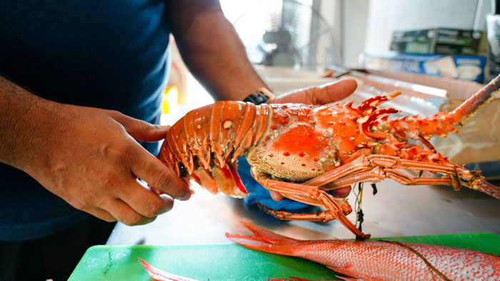 A close-up of hands holding a fresh lobster, implying a steak and lobster dinner was expected. A close-up of hands holding a fresh lobster, implying a steak and lobster dinner was expected.