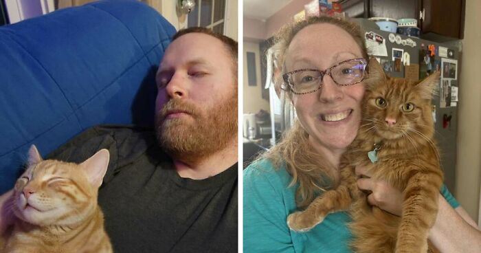 35 Pet Owners Share Their Orange Cats That Could Almost Pass As Their Real Family Members