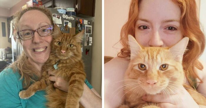 35 Pet Owners Share Their Orange Cats That Could Almost Pass As Their Real Family Members